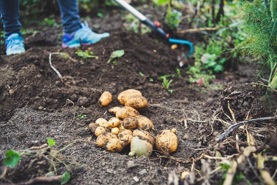 How to Start an Organic Farm