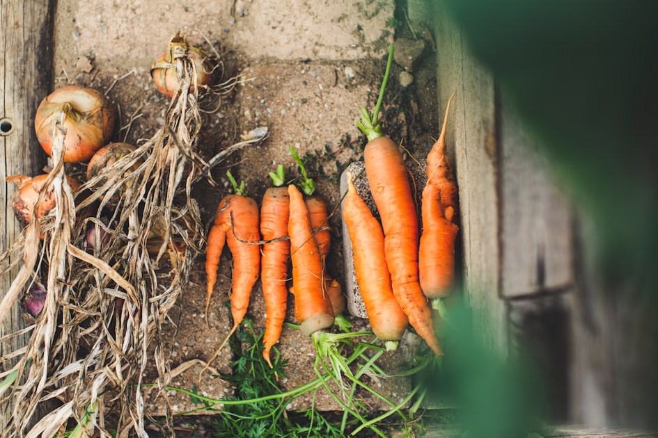 Organic Farming Techniques
